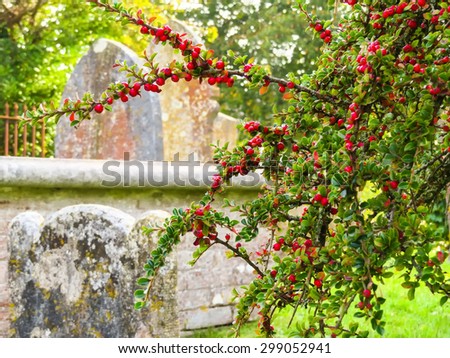 Dark-fruited cotoneaster with ripe pomes on the medieval cemetry. Old tombstones as blured background