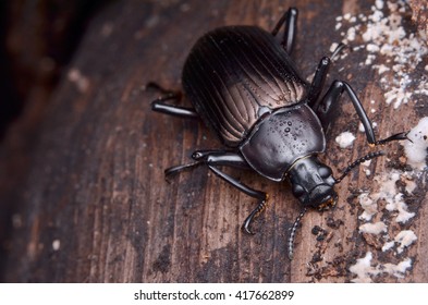 Darkling Beetle