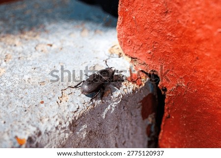 Darkling beetle crawling on rough concrete surface near red wall, macro close up of insect in natural environment