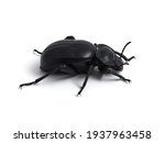 Darkling beetle. Family tenebrionidae. Morica planta. 