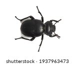 Darkling beetle. Family tenebrionidae. Morica planta. 