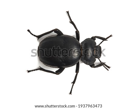 Darkling beetle. Family tenebrionidae. Morica planta. 
