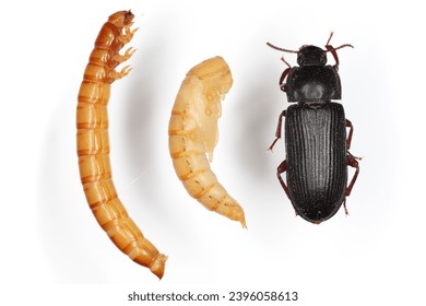 Escarabajo oscuro Tenebrio molitor Larva, pupa y escarabajo adulto sobre un fondo claro.
