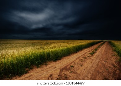 darkness, dark, blackness, night, obscurity, gloom. summer photo of cereals, barley a hardy cereal that has coarse bristles extending from the ears. It is widely cultivated, chiefly for use in brewing