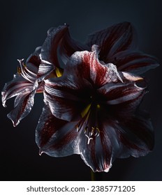 Darkness dark sky flower branches raven halloween amaryllis 