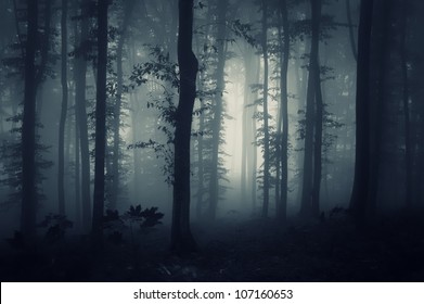 Foret La Nuit High Res Stock Images Shutterstock