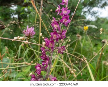 The dark-red helleborine or royal helleborine (Epipactis atrorubens) blooming with erect, mostly purple inflorescences with reddish brown flowers in summer - Shutterstock ID 2233746769