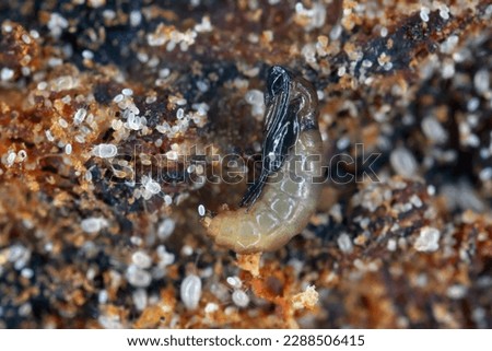 Dark-winged fungus gnat pupa (Sciaridae) and mites (various stages of development including many eggs) in potting soil.