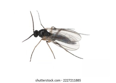 Dark-winged fungus gnat, Sciaridae isolated on white background, these insects are often found inside homes. - Shutterstock ID 2227211885