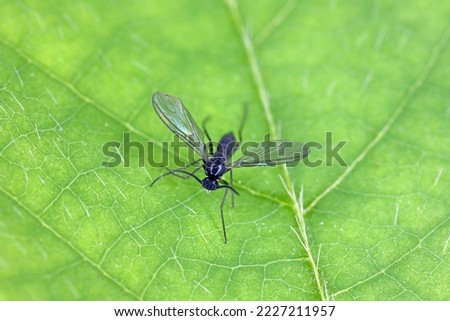 Dark-winged fungus gnat, Sciaridae on a green leaf, these insects are often found inside homes