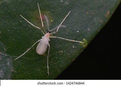 Dark-winged Fungus Gnats On Green Leaf