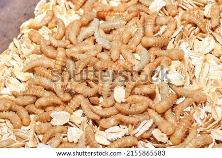 Darling Beetle Mealworm Pupae Reproduction Stage Bulk 