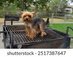 Darling little Yorkie Puppy standing on grill of barbeque in park. Funny Photo depicting viral news of small dogs being eaten by Haitians in Springfield.