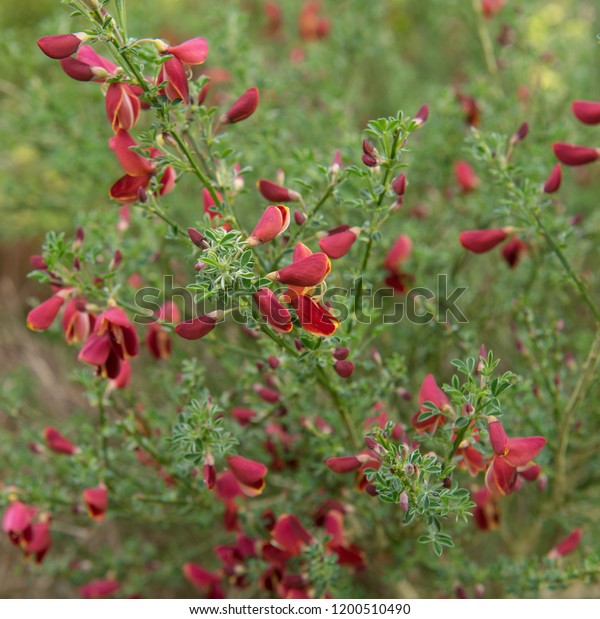 Darling Pea Swainsona Galegifolia Country Cottage Stock Photo