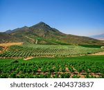 Darling vineyards growing on rolling hills, Western Cape, South Africa