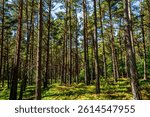 "Darsser Wald" Forest at Darss, National Park, Prerow, Fishland, Mecklenburg-Western Pomerania, Baltic Sea, Germany