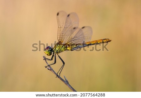 Darter Dragonfly perched on stalk