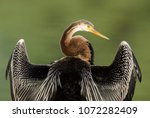 darter with fish and in flight