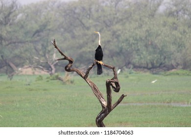 Darter Or Snakebird (Anhingidae) In Keoladeo National Park