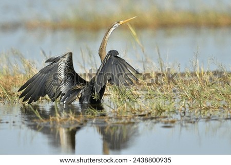 Darters, Snakebirds Oriental Darter  Anhinga melanogaster Waterfowl are flying and looking for food in the swamp.