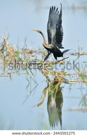 Darters, Snakebirds Oriental Darter  Anhinga melanogaster Waterfowl are flying and looking for food in the swamp.