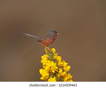 Dartford Warbler (Curruca undata dartfordiensis) adult male in Suffolk, Great Britain