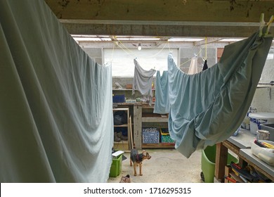 Dartmoor England. April 2020. Domestic Concrete Shed. Washing Drying On A Line Including Bed Sheets, Clothing, Pillow Cases. Painted Window To Rear. Dog On Ground. Plastic Paint Pots On Work Surface
