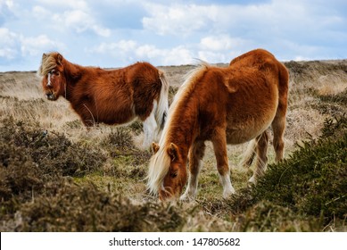 Dartmoor England Wilde Horses