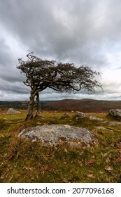 Dartmoor Hawthorn On The Moors National Park Devon England Uk 