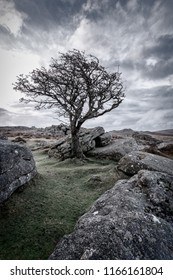 Dartmoor Lone Tree Devon Uk 