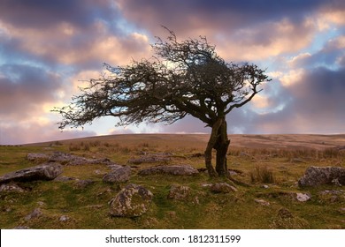 Dartmoor National Part Hawthorn Tree Devon England Uk 