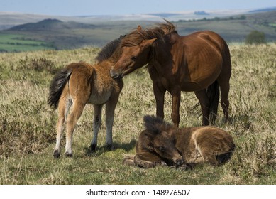 Dartmoor Ponies Groom Each Others.