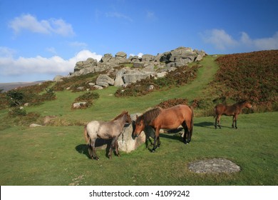 Dartmoor Ponies Near Bonehill Down