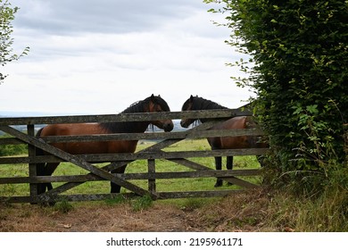 Dartmoor Ponies On A Summers Day