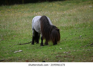 Dartmoor Ponies On A Summers Day