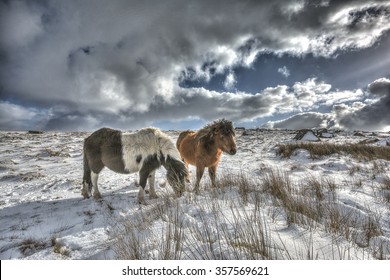 Dartmoor Ponies In The Snow