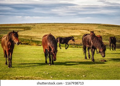 Dartmoor Ponies In Summer