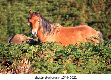 Dartmoor Pony