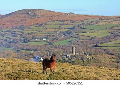 Dartmoor Pony