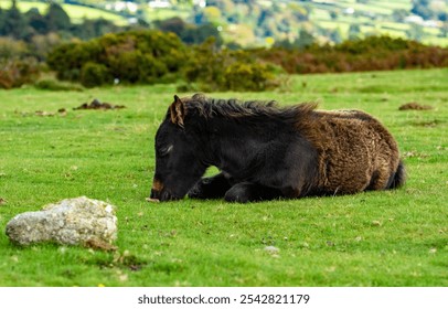 Dartmoor pony, foal laying on the national park moorland. A resting  wild filly grazing on the Devon heathland. - Powered by Shutterstock