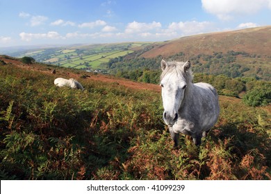 1,713 Dartmoor pony Images, Stock Photos & Vectors | Shutterstock
