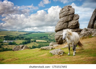 Dartmoor Pony near Saddle Tor, Dartmoor, Devon, UK