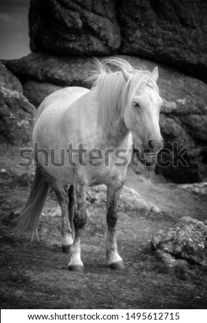Dartmoor Pony near Saddle Tor, Dartmoor, Devon, UK Stock fotó © 