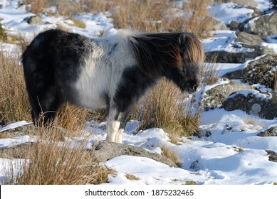 Dartmoor Pony In The Snow