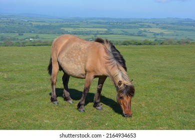 Dartmoor Pony In Summer, Grazing On Whitchurch Common In Dartmoor National Park, Devon, England