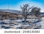 Dartmoor Princetown mast and tree on a frosty morning after a cold November night