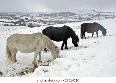 Dartmoor Wild Ponies In The Snow