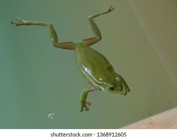 Darwin Australia December 2018: Green Frog Swimming In The Garden Swimming Pool On A Sunny Day.