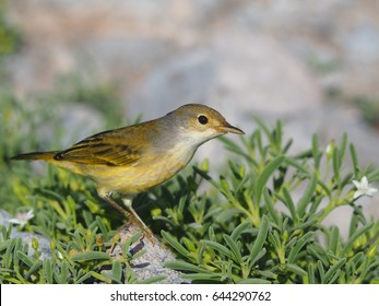 Darwin Finch, Galapagos