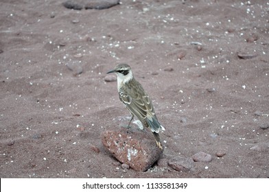 Darwin Finch On The Beach